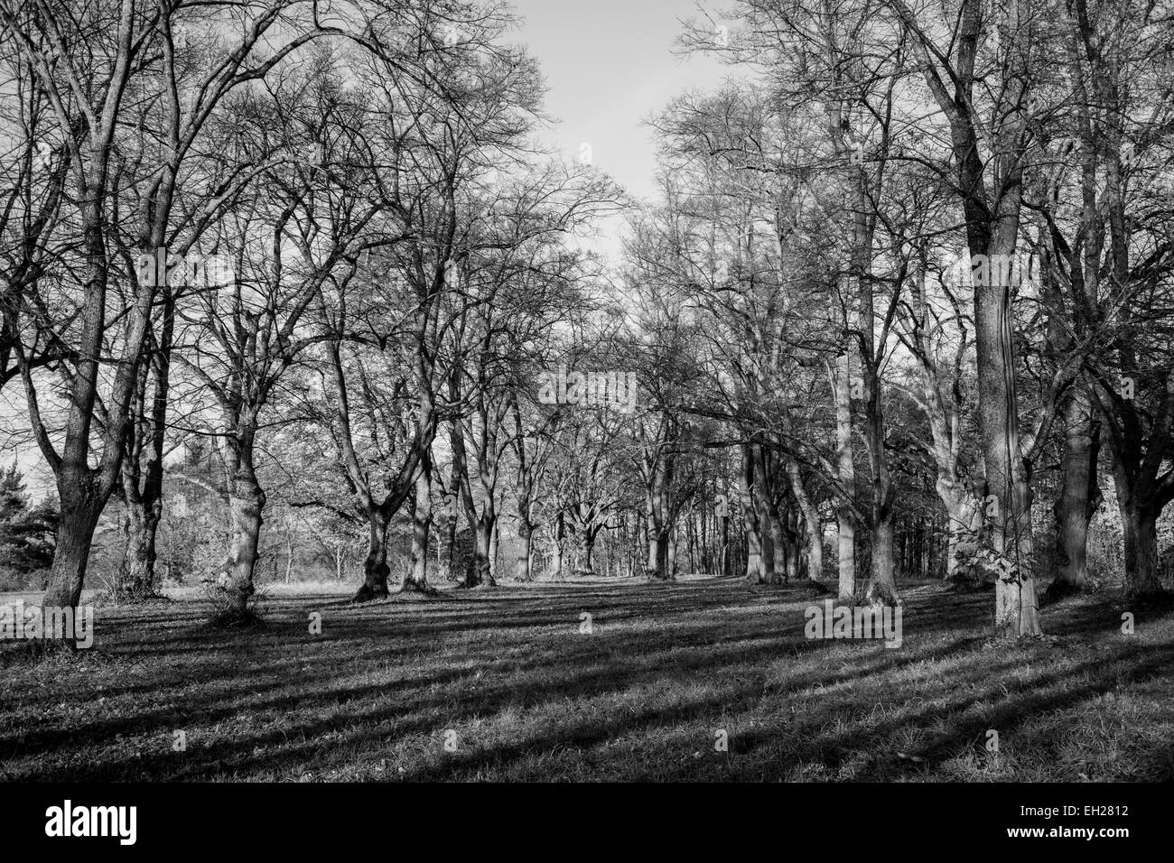 Una fotografia in bianco e nero di una foresta mistica Foto Stock