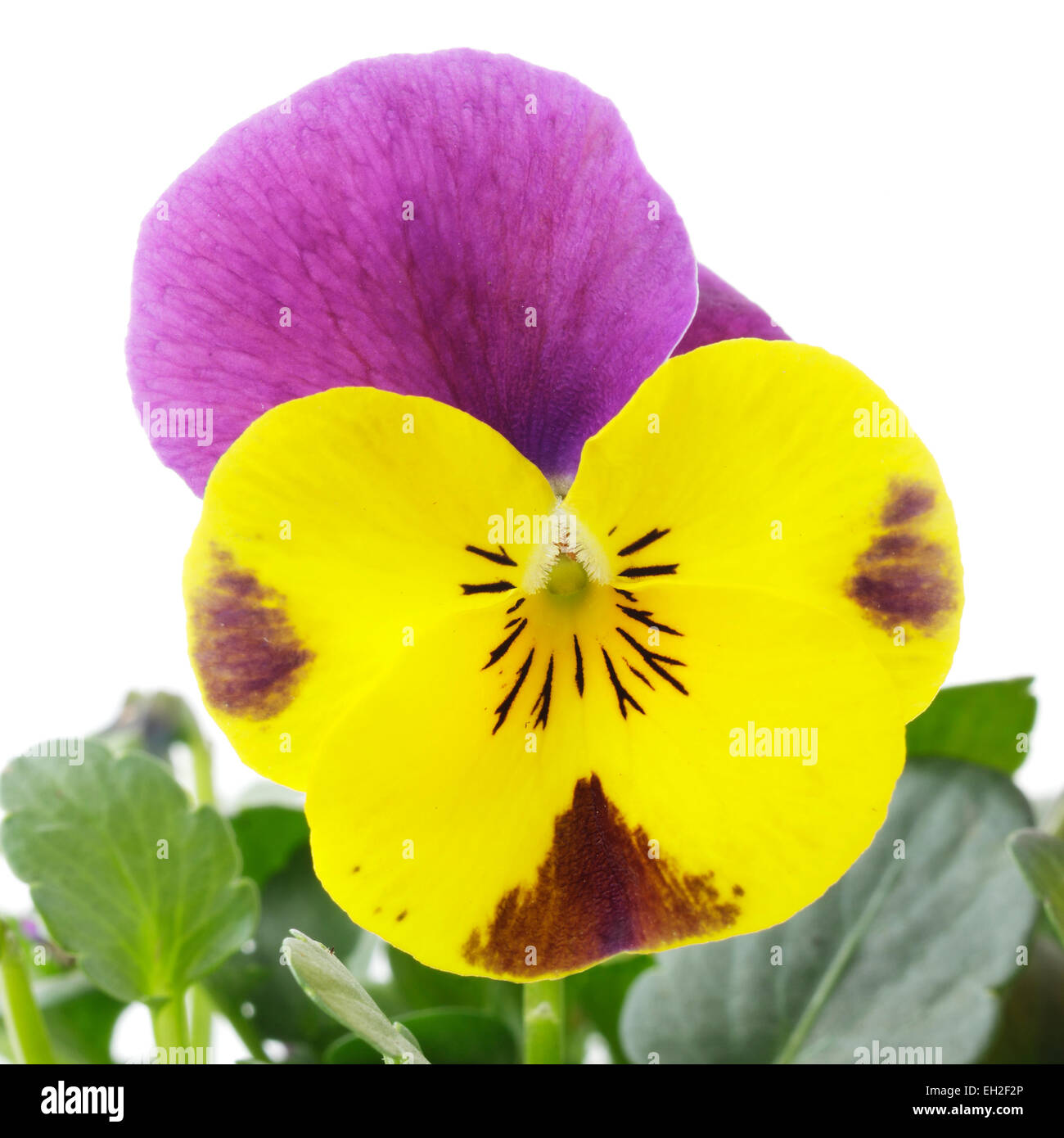 Viola cornuta Foto Stock