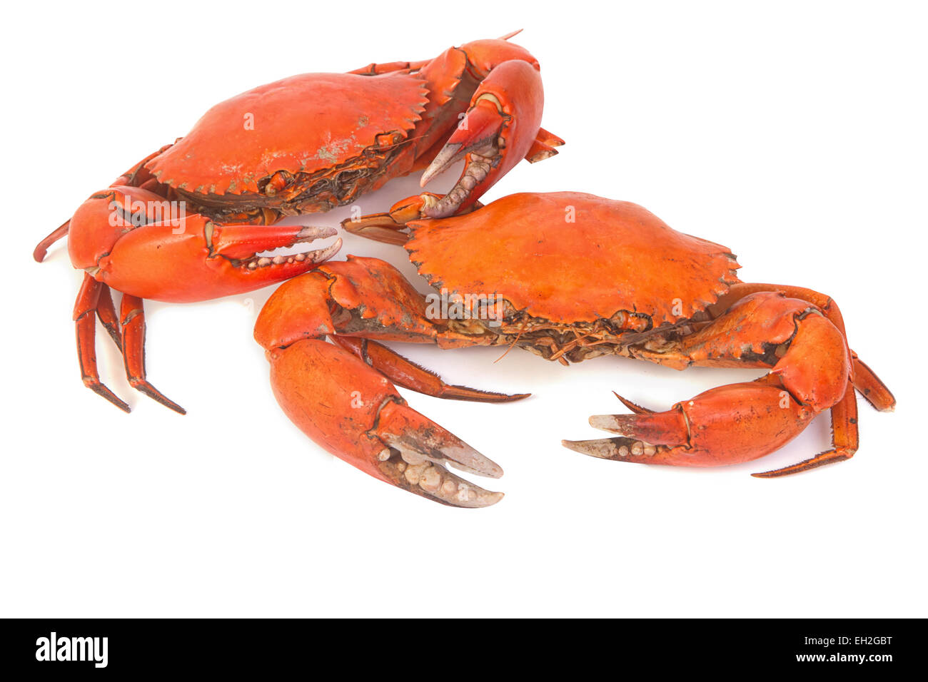Cotto intero dungeness crab Foto Stock