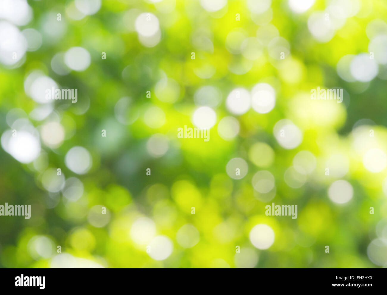 Verde e bianco la sfocatura bokeh luce astratta foresta a molla per lo sfondo Foto Stock