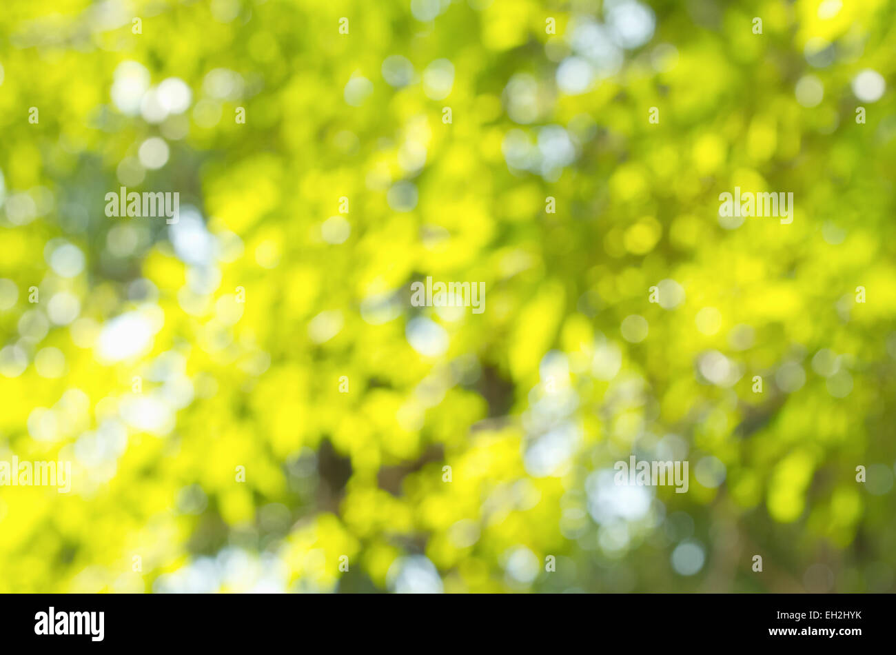 Green bokeh sfondo astratto Foto Stock