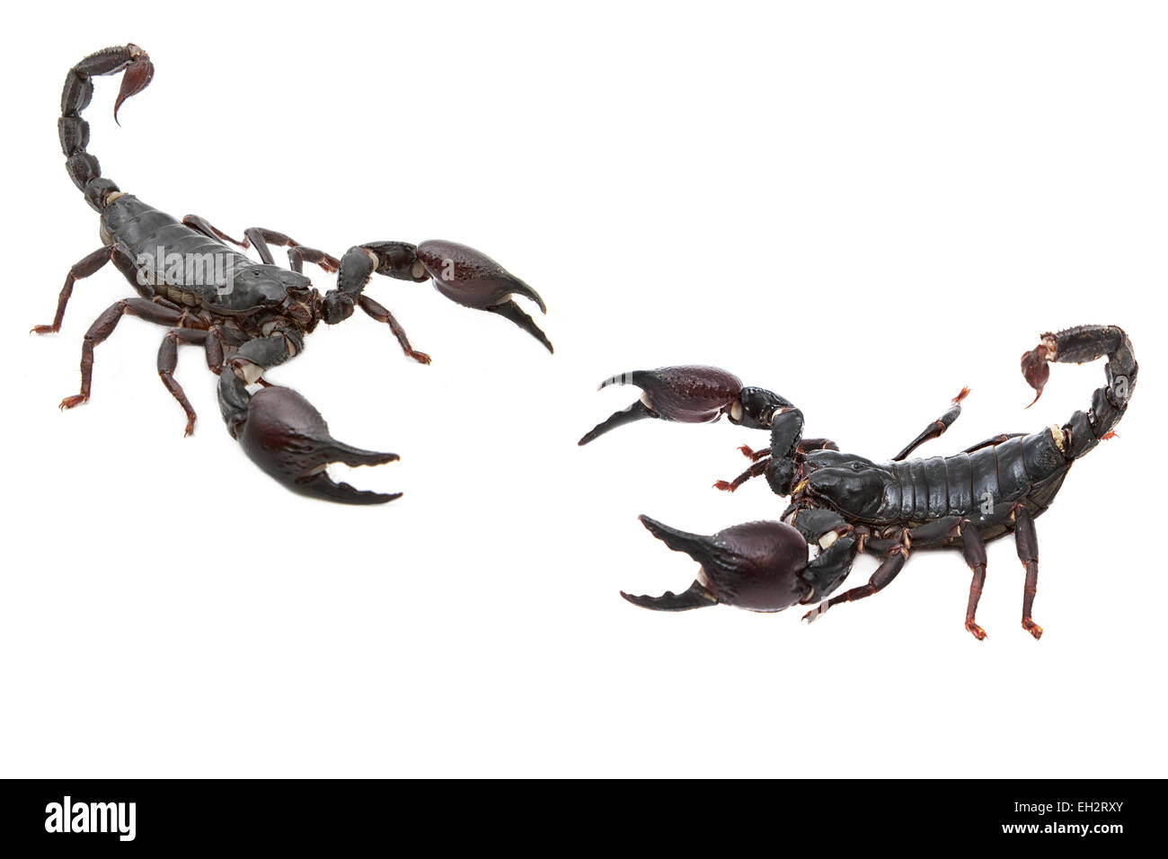 Scorpione nero in posizione di combattimento Foto Stock