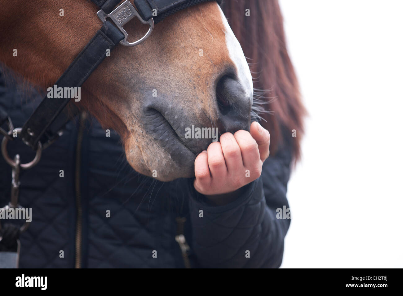 Una donna di toccare un muso di cavalli, close up Foto Stock
