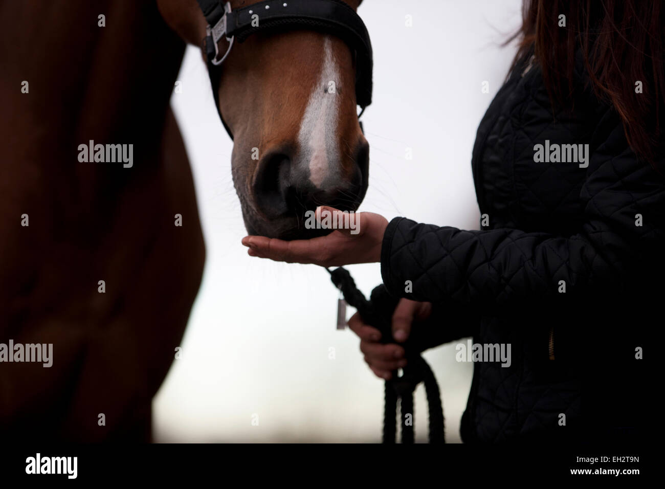 Una donna di toccare un cavallo museruola, close up Foto Stock
