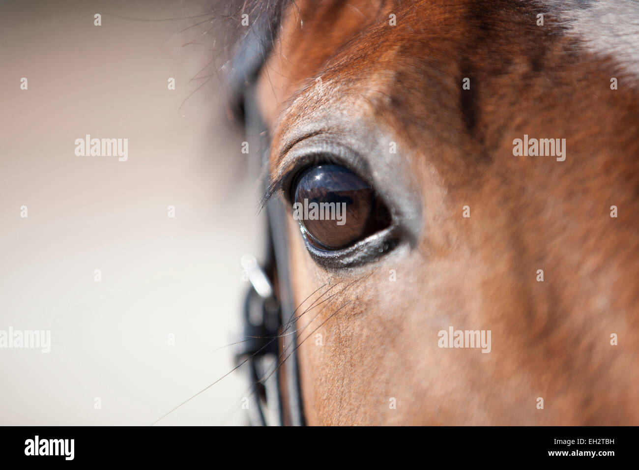 Un occhio di cavalli, close up Foto Stock