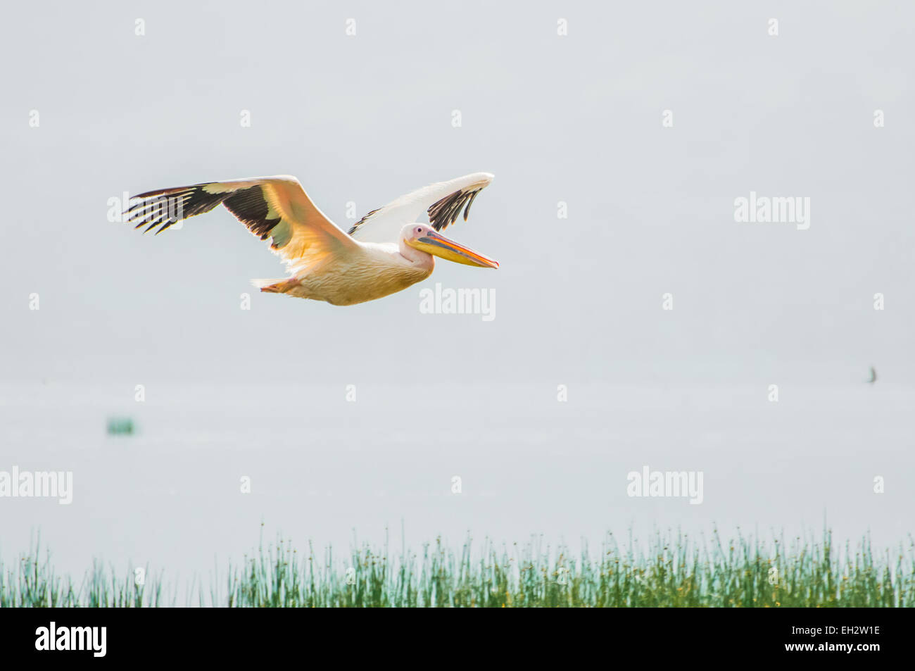 Un Pellicano in volo sopra il lago, con le due ali stese ampia. Foto Stock