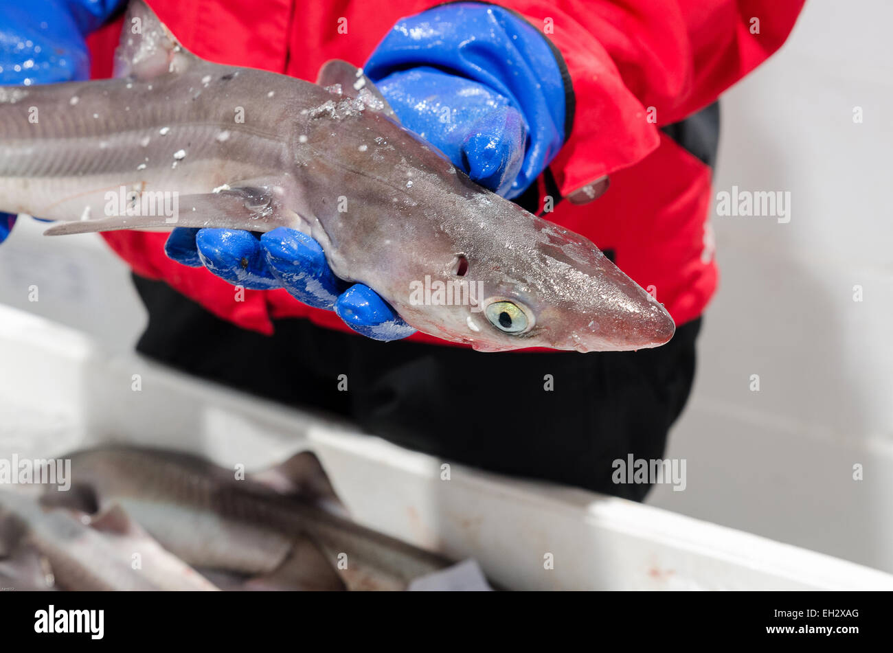 Un piccolo chiamato squalo pescecane non pericoloso ma è buono da mangiare Foto Stock