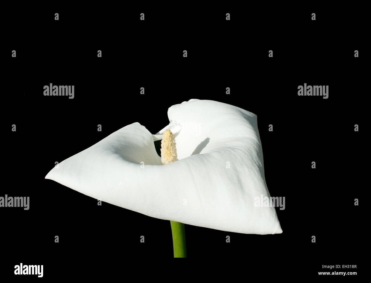 Singola bianco calla fiore isolato sul nero. Foto Stock