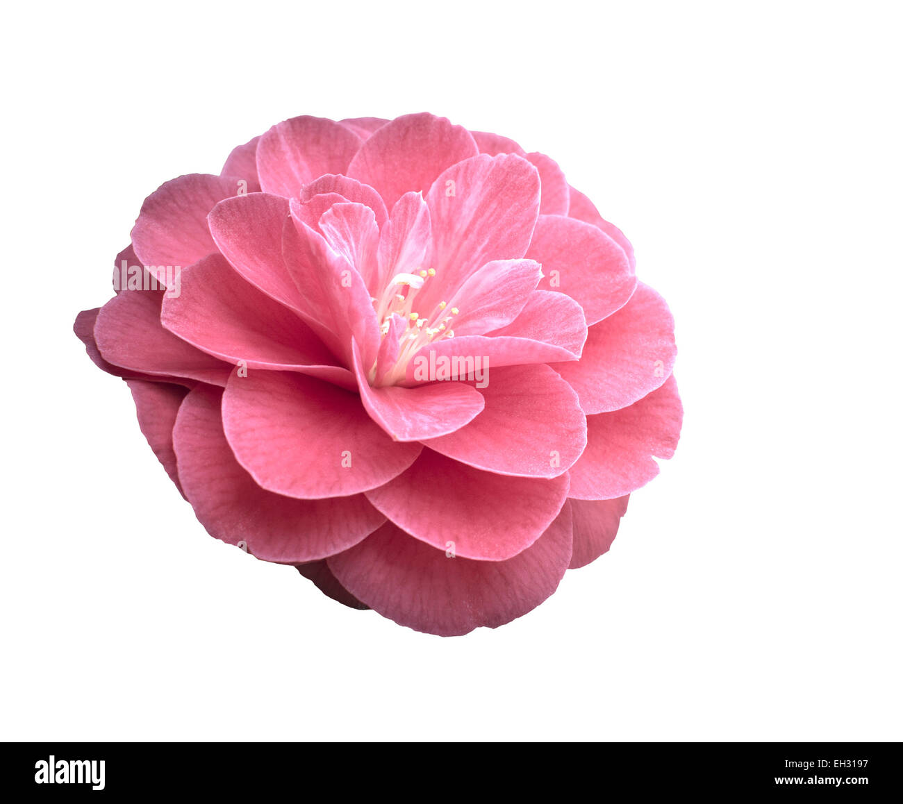 Pink Camellia flower isolato su bianco. Foto Stock