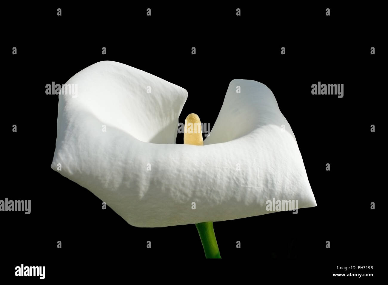 Singola bianco calla fiore isolato sul nero. Foto Stock