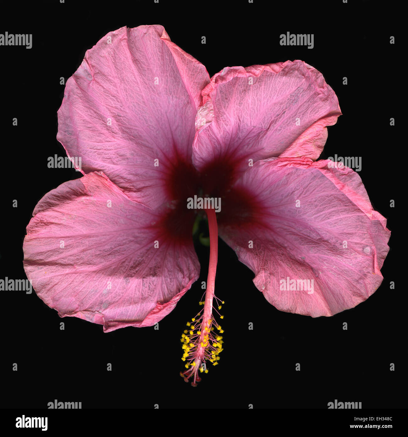 Una sola rosa fiori di ibisco isolati su sfondo nero Foto Stock