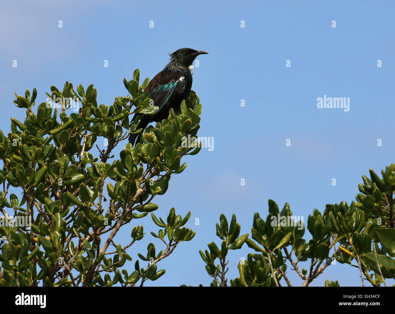 Tui Kapiti Bird Island in Nuova Zelanda Foto Stock