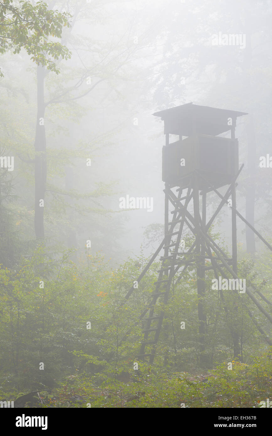 Caccia cieco nella foresta di faggio, Spessart, Baviera, Germania Foto Stock