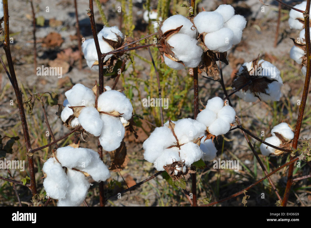 Un raccolto di cotone che cresce su un North Carolina farm. Foto Stock