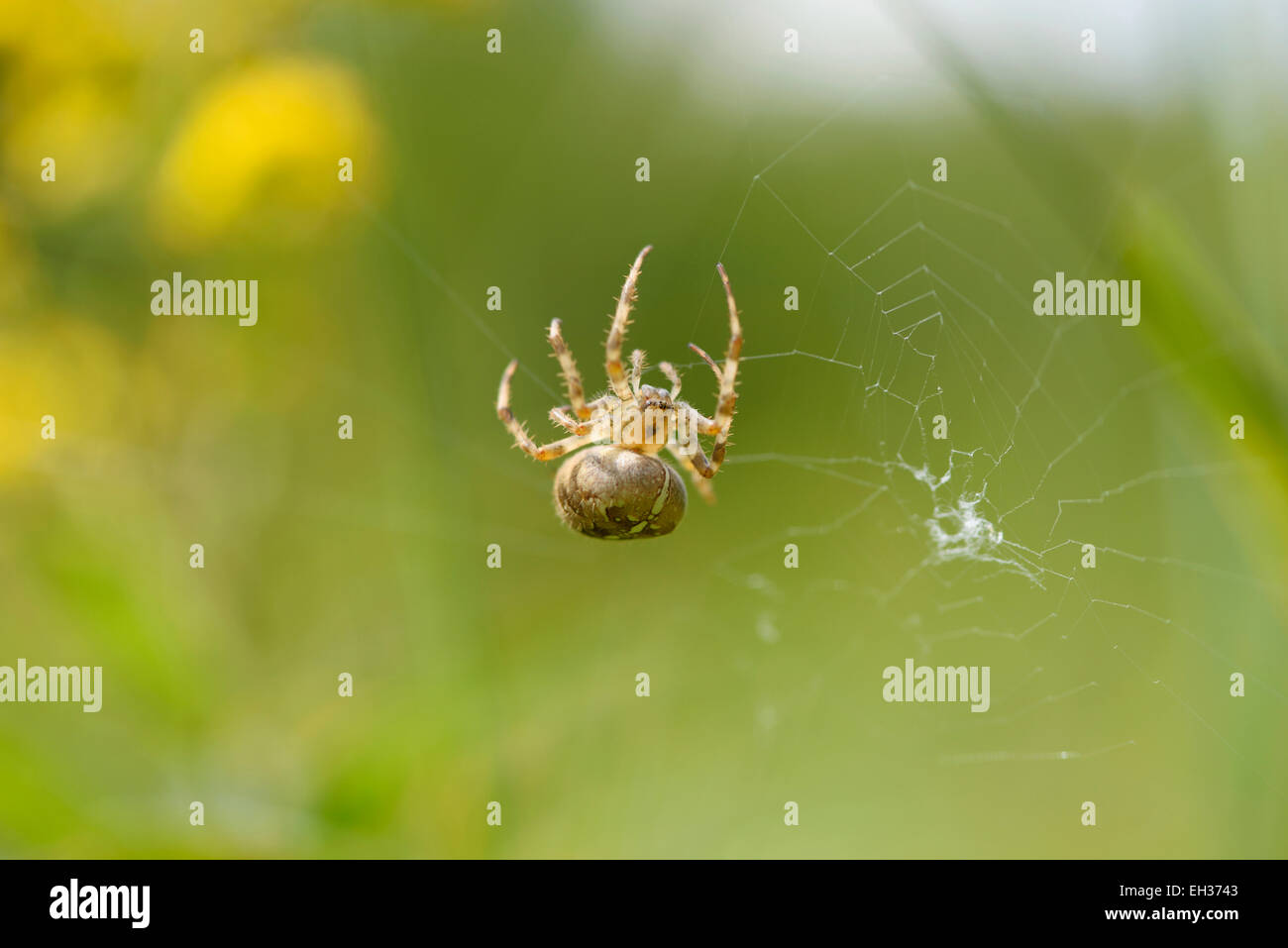 Close-up del giardino europeo Spider (Araneus diadematus) in estate, Alto Palatinato, Baviera, Germania Foto Stock