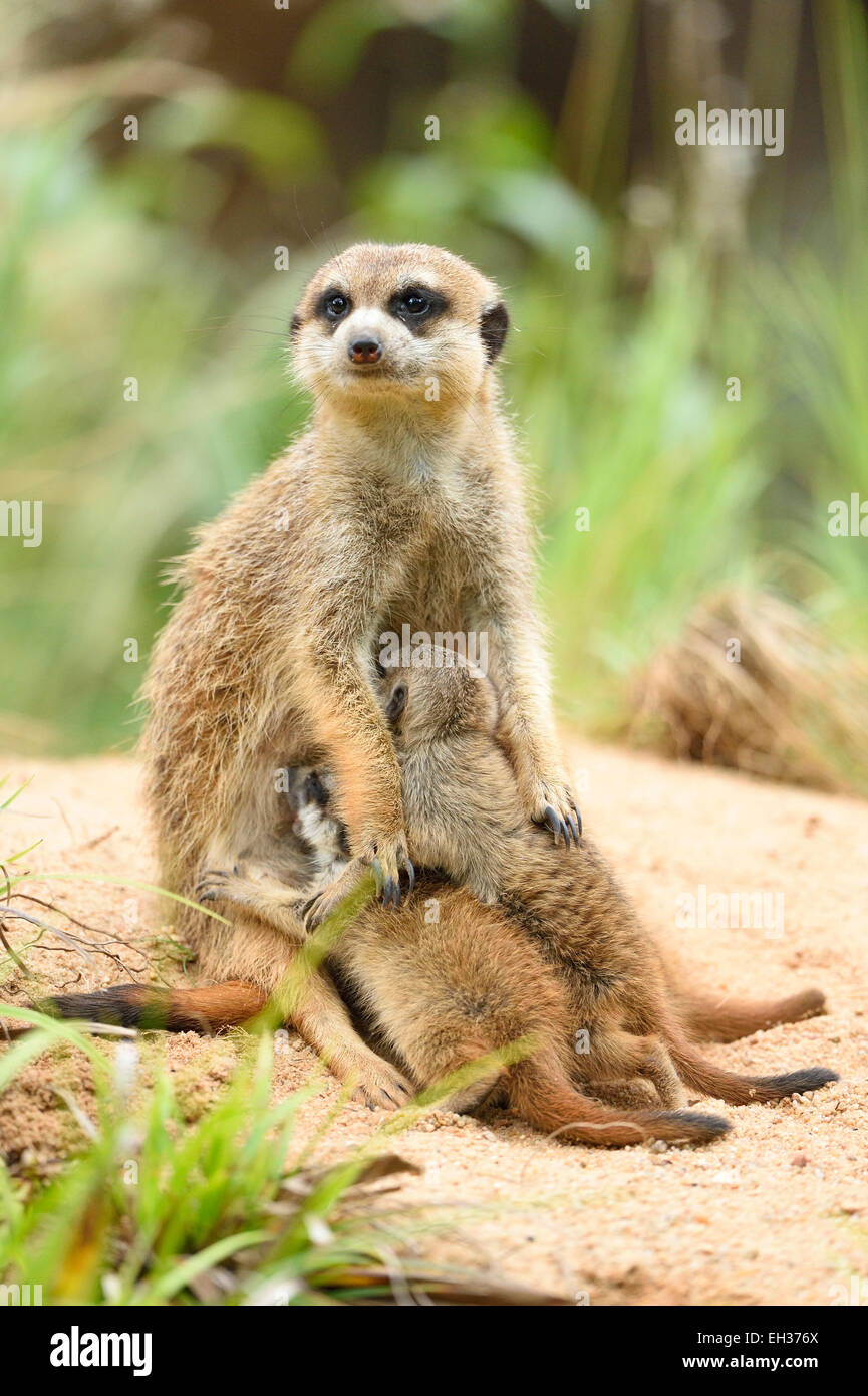 Close-up di un meerkat o suricate (Suricata suricatta) madre con i suoi giovani in estate, Baviera, Germania Foto Stock
