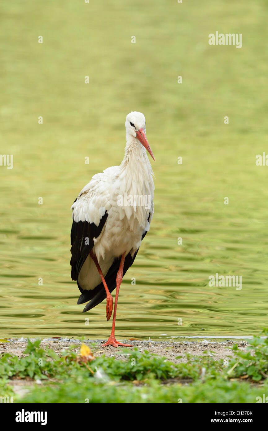 Close-up di una cicogna bianca (Ciconia ciconia) in piedi accanto ad un piccolo lago in estate, Baviera, Germania Foto Stock