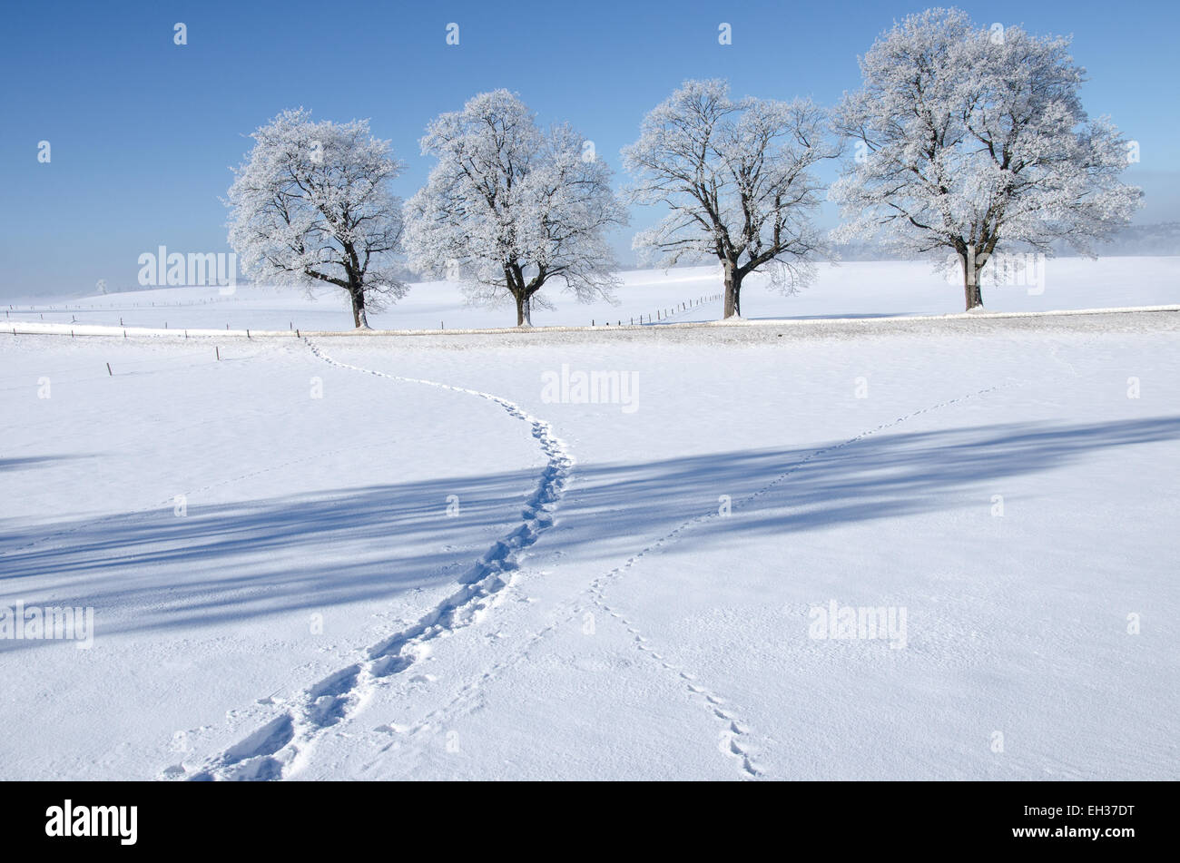 Orme nella neve che conduce ad una piccola strada fiancheggiata da alberi coperti con trasformata per forte gradiente frost Foto Stock