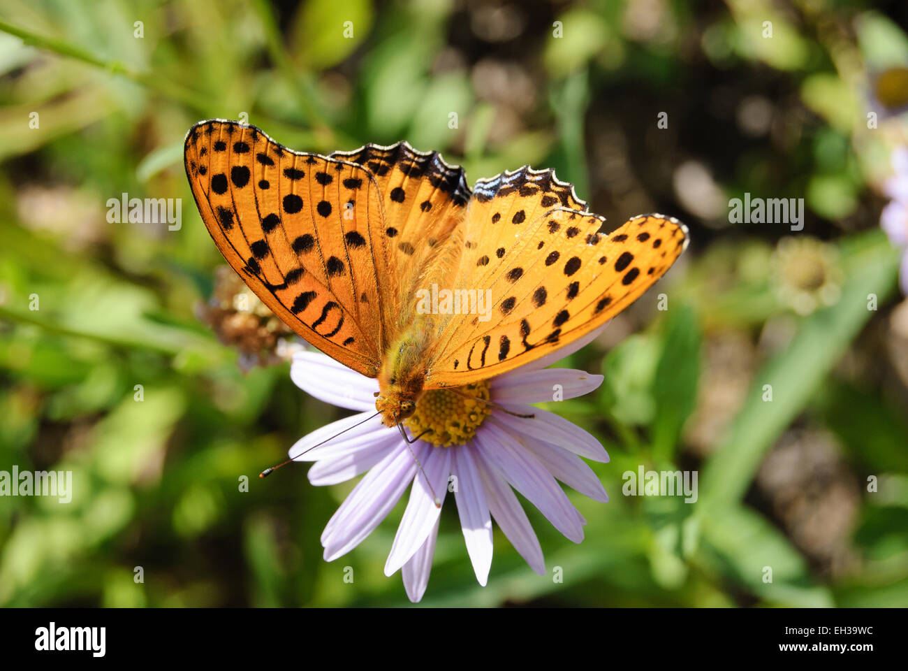 Colore arancione farfalla con macchia nera su un fiore Foto Stock