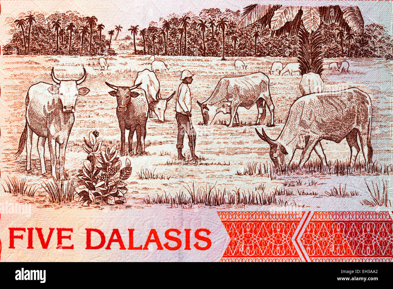 Immobilizzare i bovini da 5 dalasis banconota Gambia Foto Stock