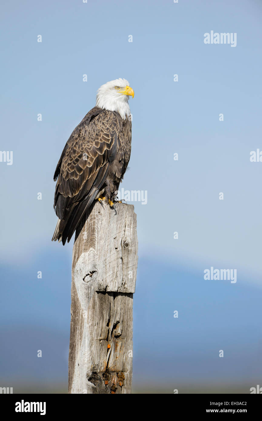 Un aquila calva in Klamath Basin in inverno. Foto Stock