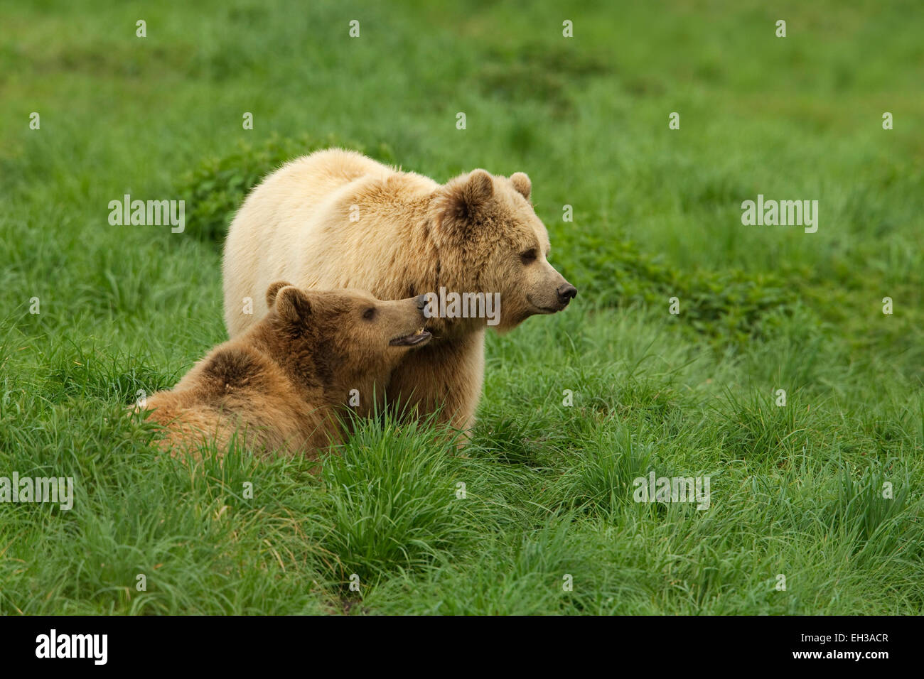 Unione l'orso bruno (Ursus arctos arctos) in erba, Germania Foto Stock