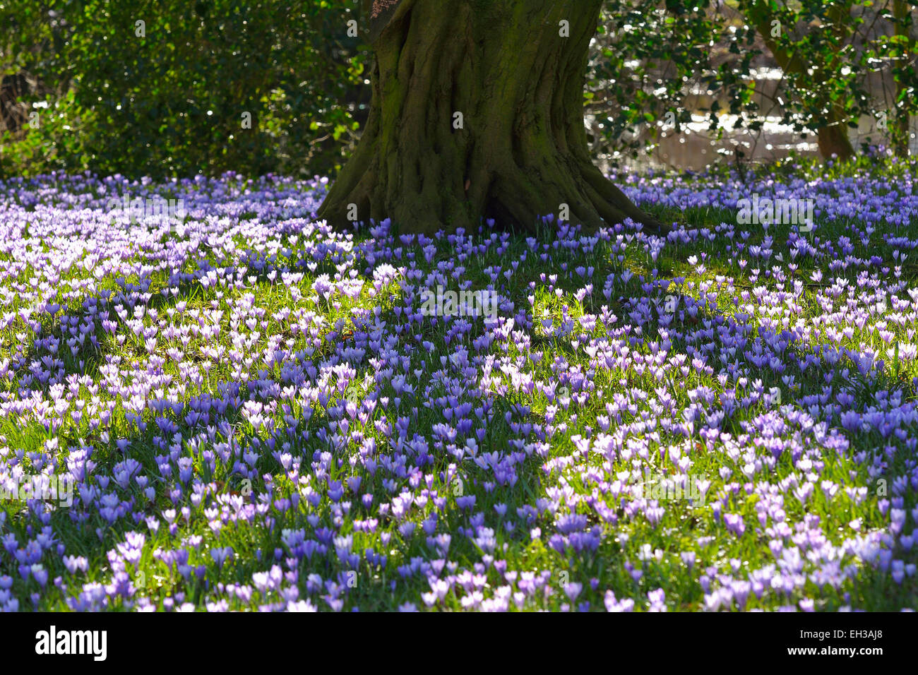 Ombra da albero di erba con crocus in primavera, Husum, Schlosspark, Schleswig-Holstein, Germania Foto Stock
