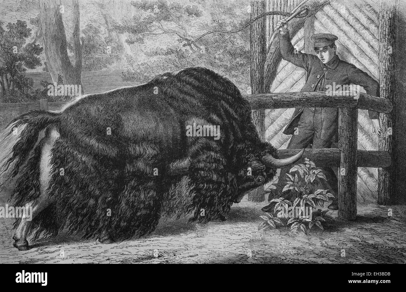 Yak nero (Bos mutus), incisione su legno, circa 1880 Foto Stock