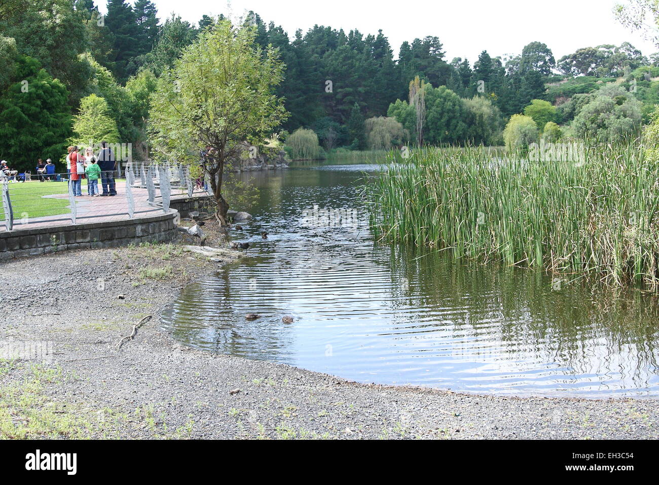 Lago artificiale presso Wilson Parco Botanico Berwick Victoria Australia Foto Stock