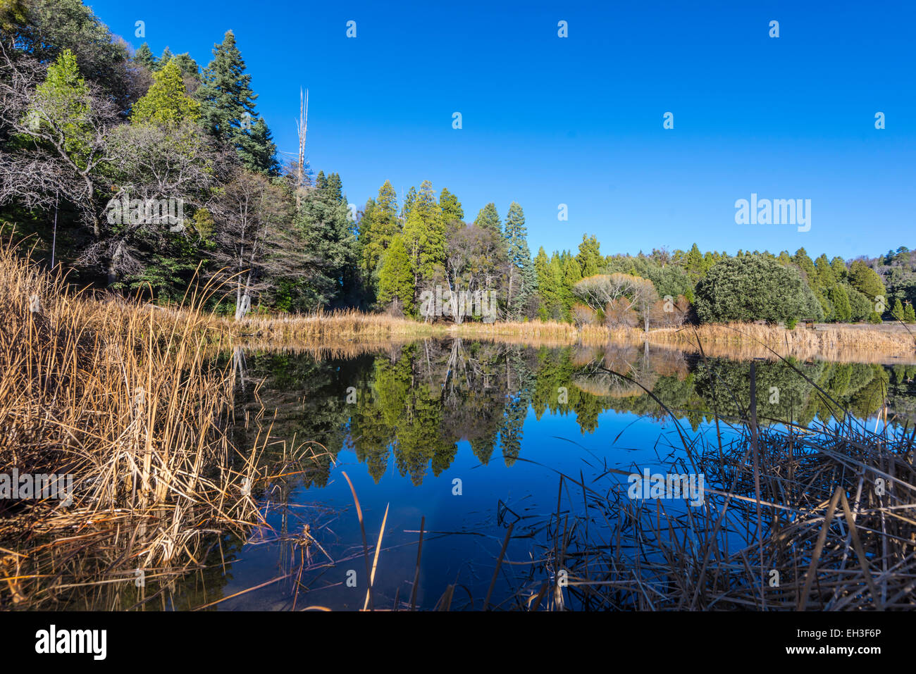 Una varietà di alberi e canneti intorno Doane Pond. Palomar Mountain State Park, California, Stati Uniti. Foto Stock