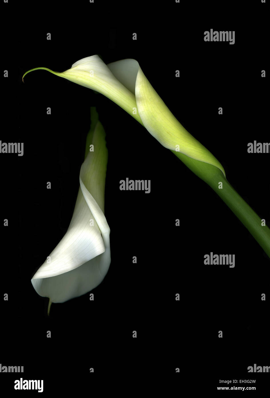 Due Calla lilies isolata contro un drammatico sfondo nero Foto Stock