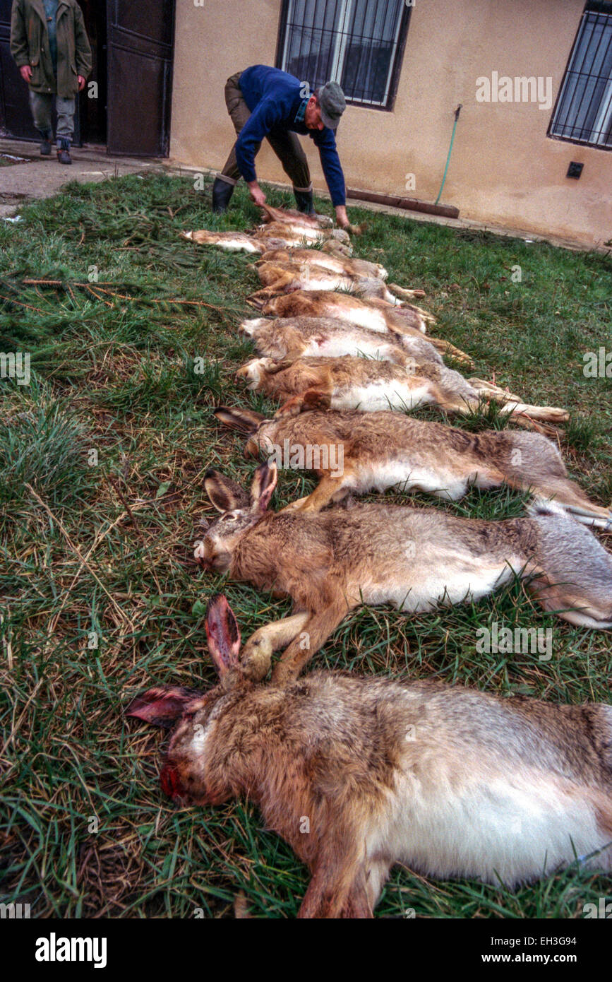 Morto marrone europea lepre Lepus europaeus Foto Stock