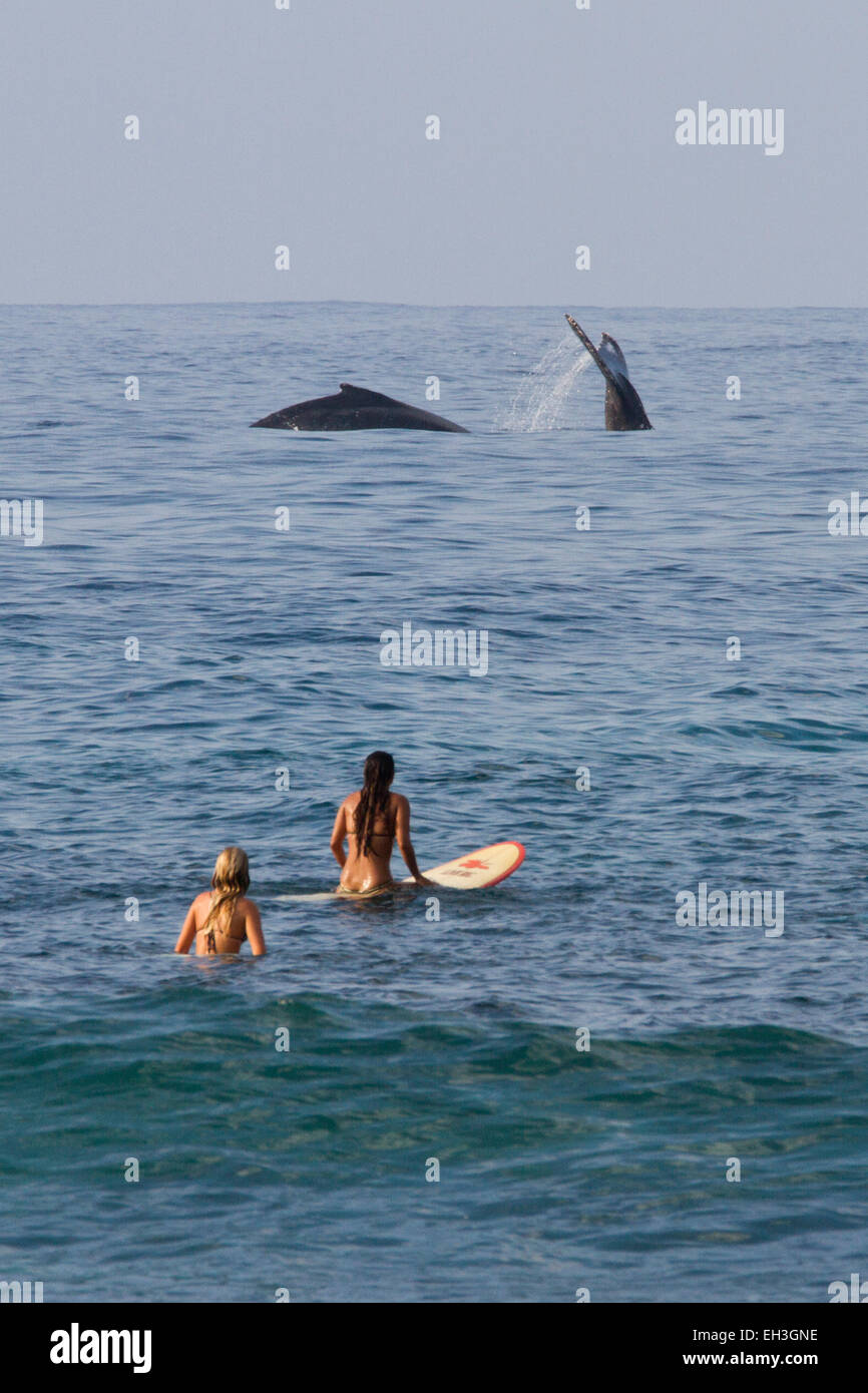 Surfers e megattere (Megaptera novaeangliae) al ho'okipa Beach Park, Hawaii Foto Stock