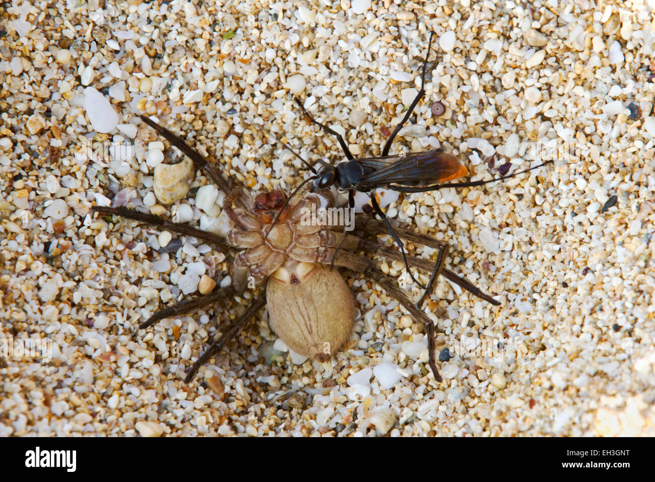 Un Wasp asiatico a coda rossa (Tachypompilus analis) che trascina un ragno di granchio gigante paralizzato (Heteropoda venatoria) al suo sito nido, Maui, Hawaii Foto Stock