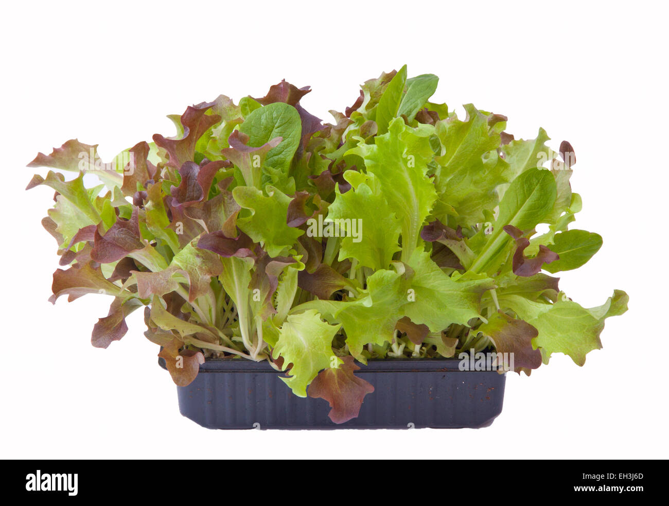 Baby foglie di insalata che cresce in una scatola - ritagliata su uno sfondo bianco, per il vostro proprio 'tagliato e venire di nuovo' approvvigionamento. Foto Stock