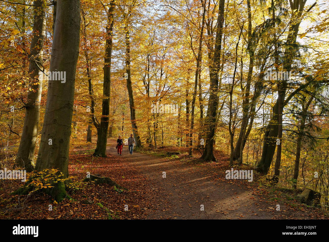 Pista forestale, autunno del bosco di faggio sulle rive dell'Isar, Grünwald, nei pressi di Monaco di Baviera, Baviera, Baviera, Germania Foto Stock