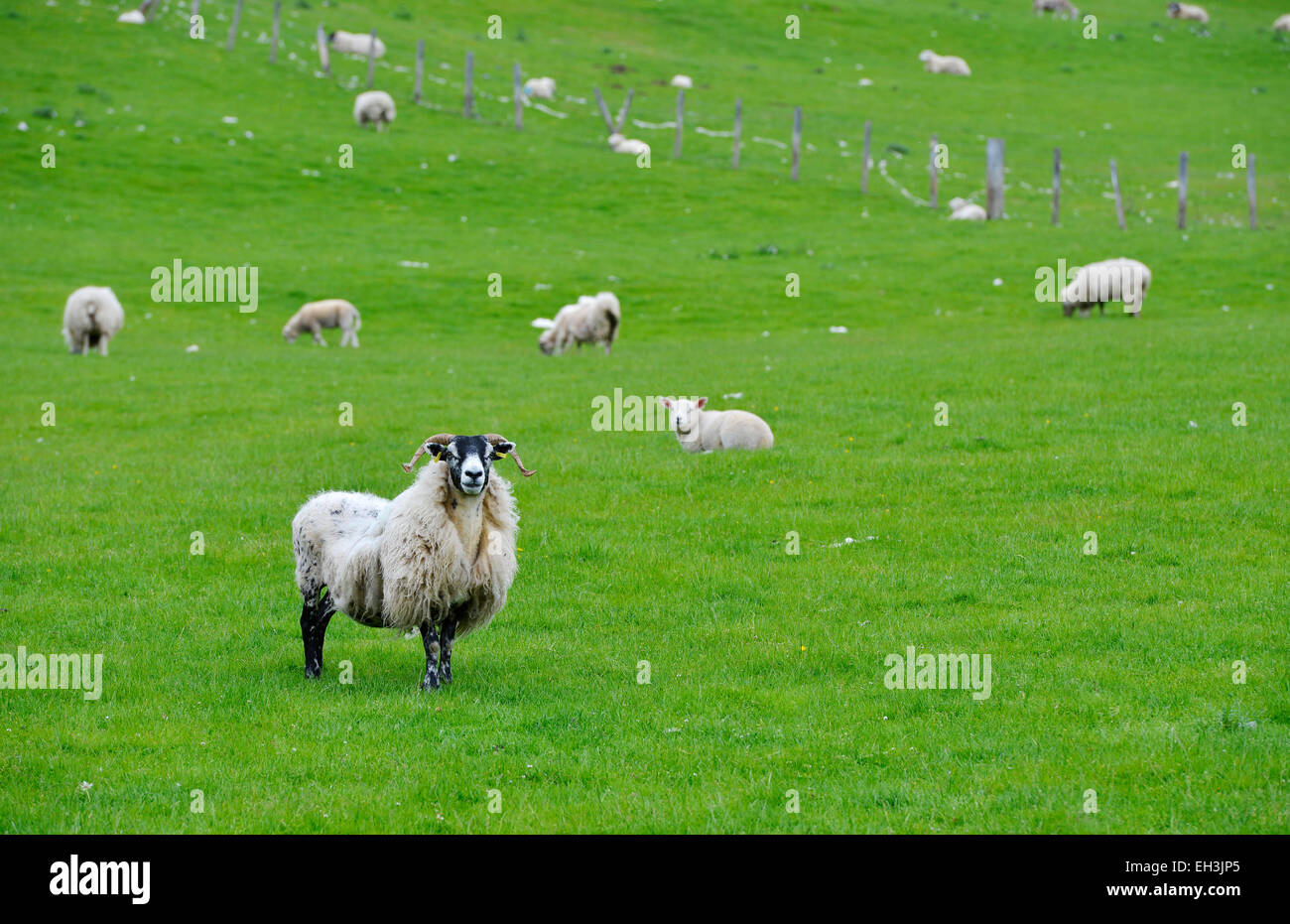 Pecore al pascolo su un prato nelle Highlands, Scotland, Regno Unito Foto Stock