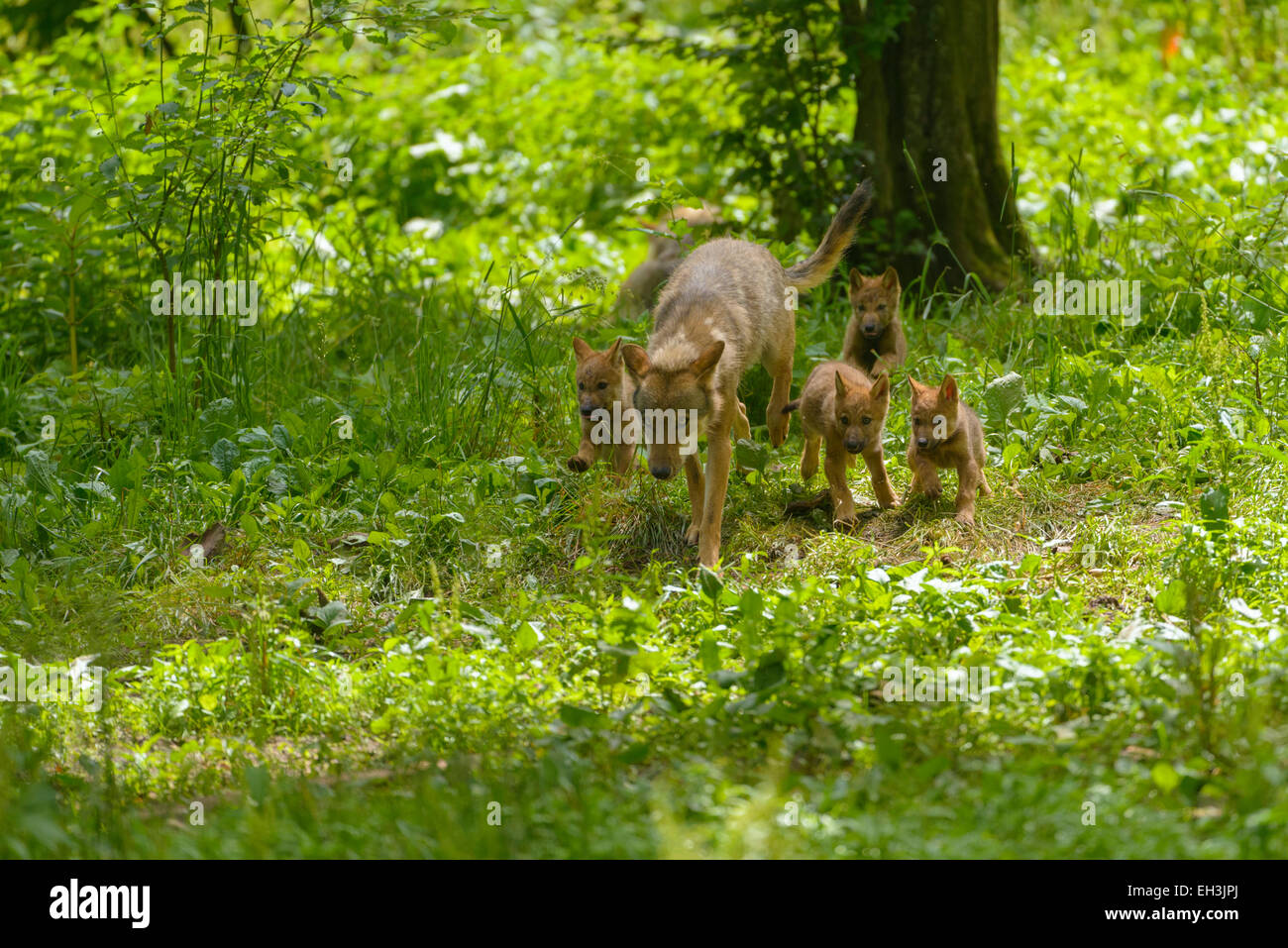 Eurasian Lupo (Canis lupus lupus), femmina adulta con cuccioli, Tambach Wildlife Park, Baviera, Germania Foto Stock