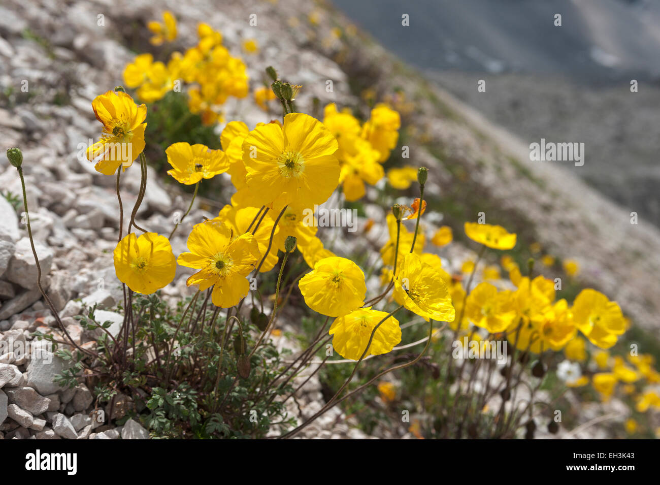 Alpine papavero (Papaver rhaeticum alpinum), Dolomiti di Sesto, Trentino-Alto Adige, Italia Foto Stock