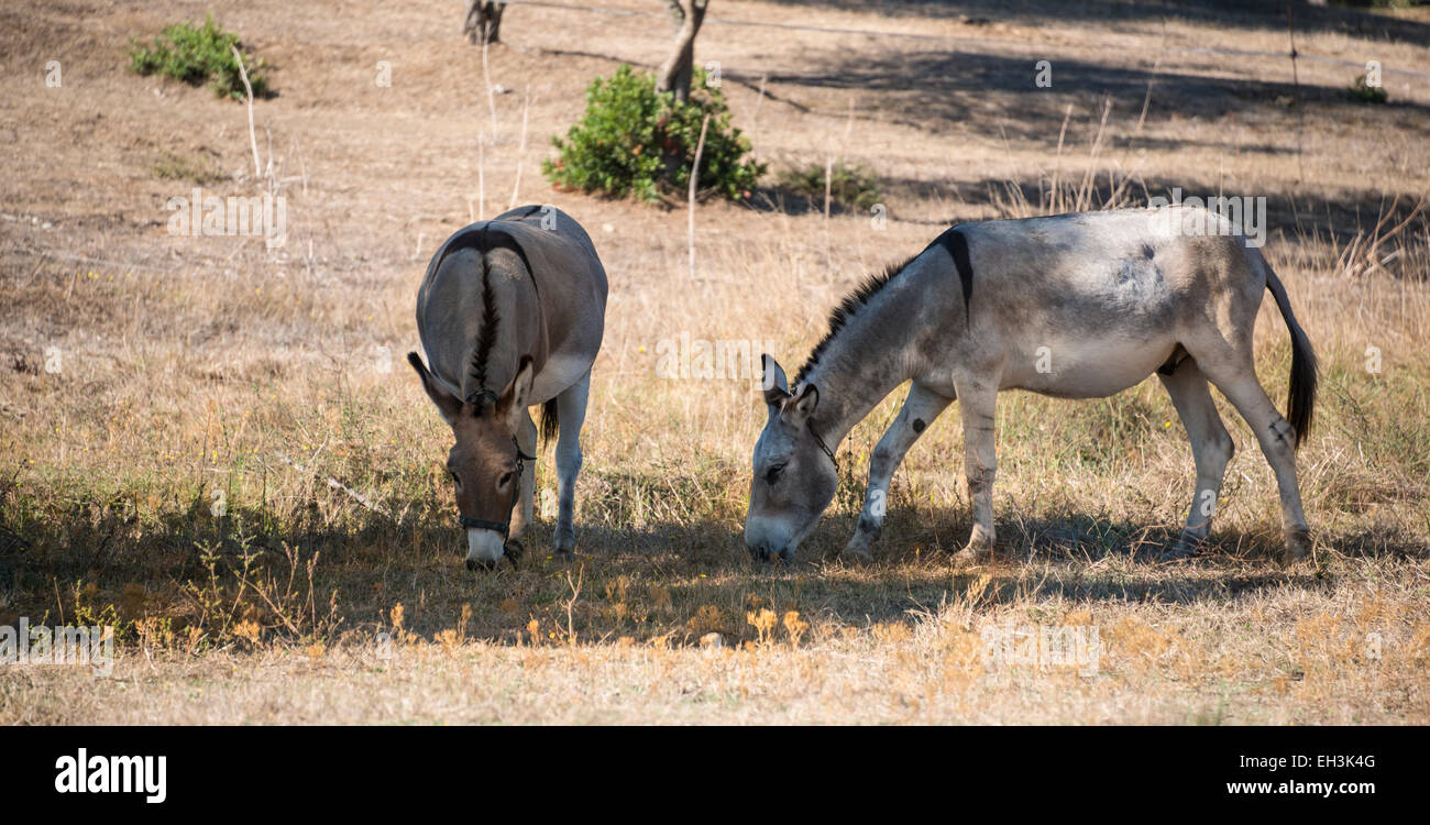 Due asini (Equus africanus asinus) il pascolo in ombra, Corsica, Francia Foto Stock