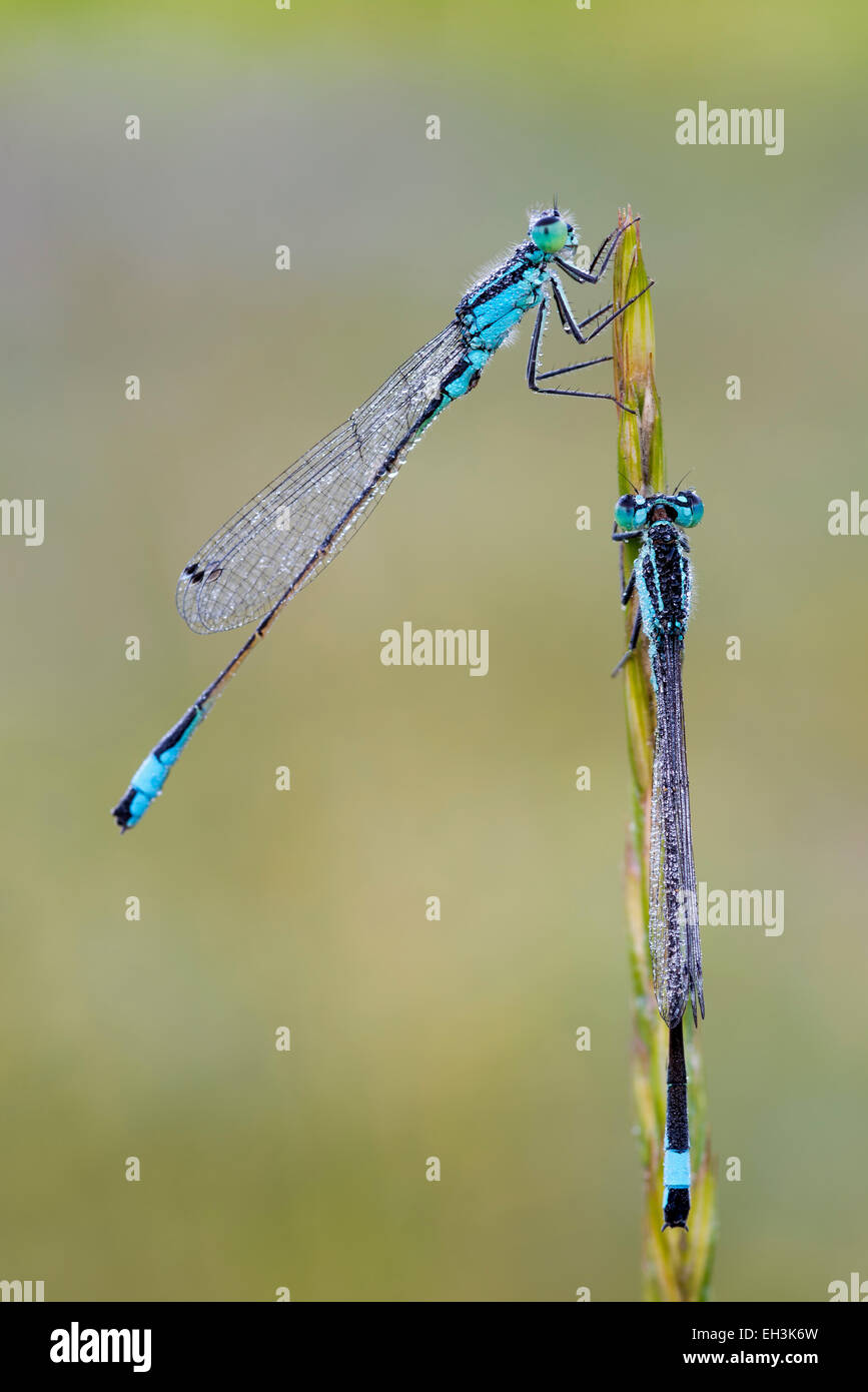 Blu-tailed Damselfly (Ischnura elegans), due maschi, Burgenland, Austria Foto Stock