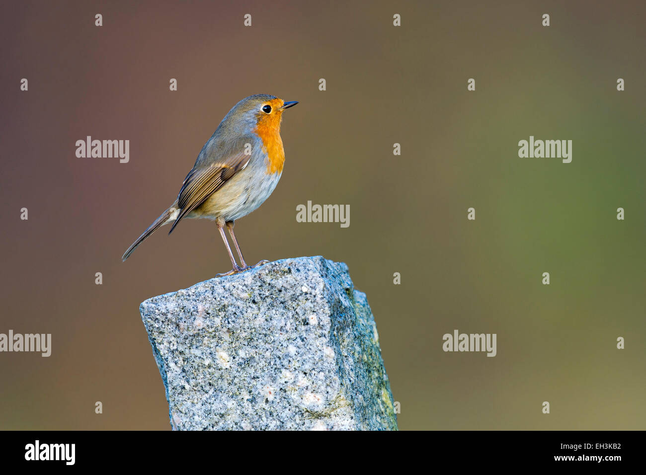 Unione Robin (Erithacus rubecula), Tirolo, Austria Foto Stock