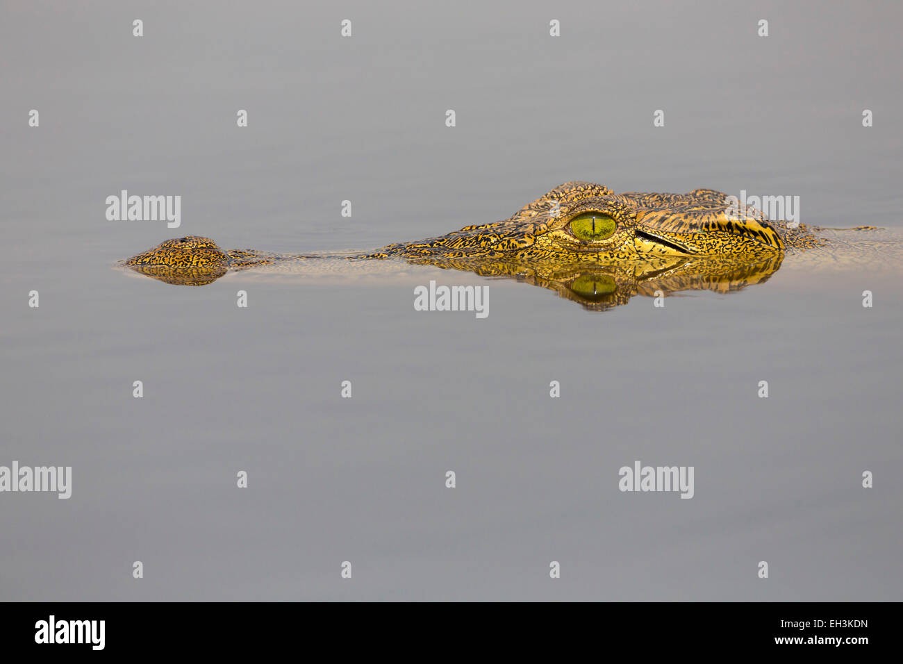 Coccodrillo del Nilo (Crocodylus niloticus) nel fiume Chobe, Botswana, Africa Foto Stock