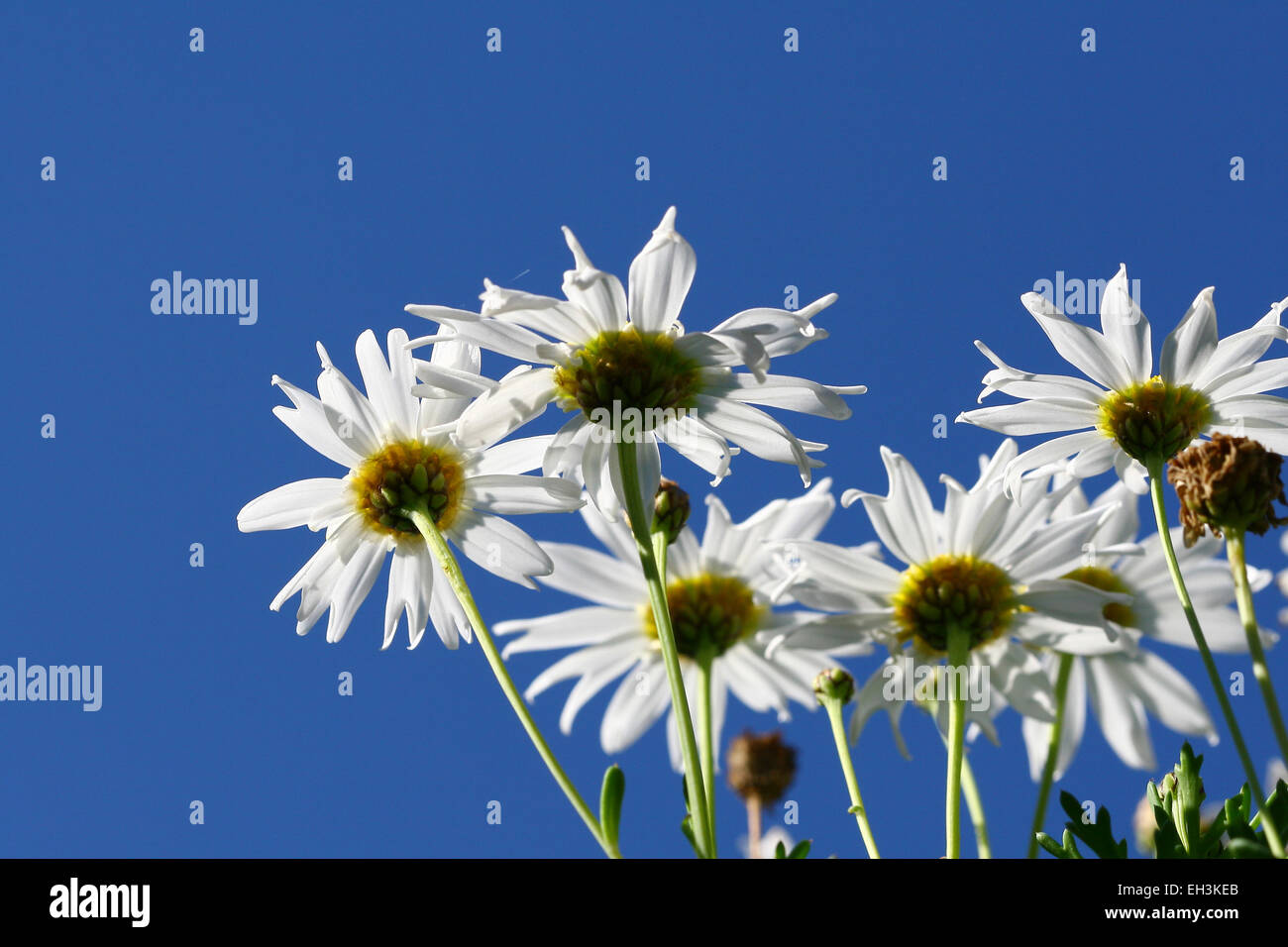 Mazzo di margherite bianco contro il cielo blu chiaro Foto Stock