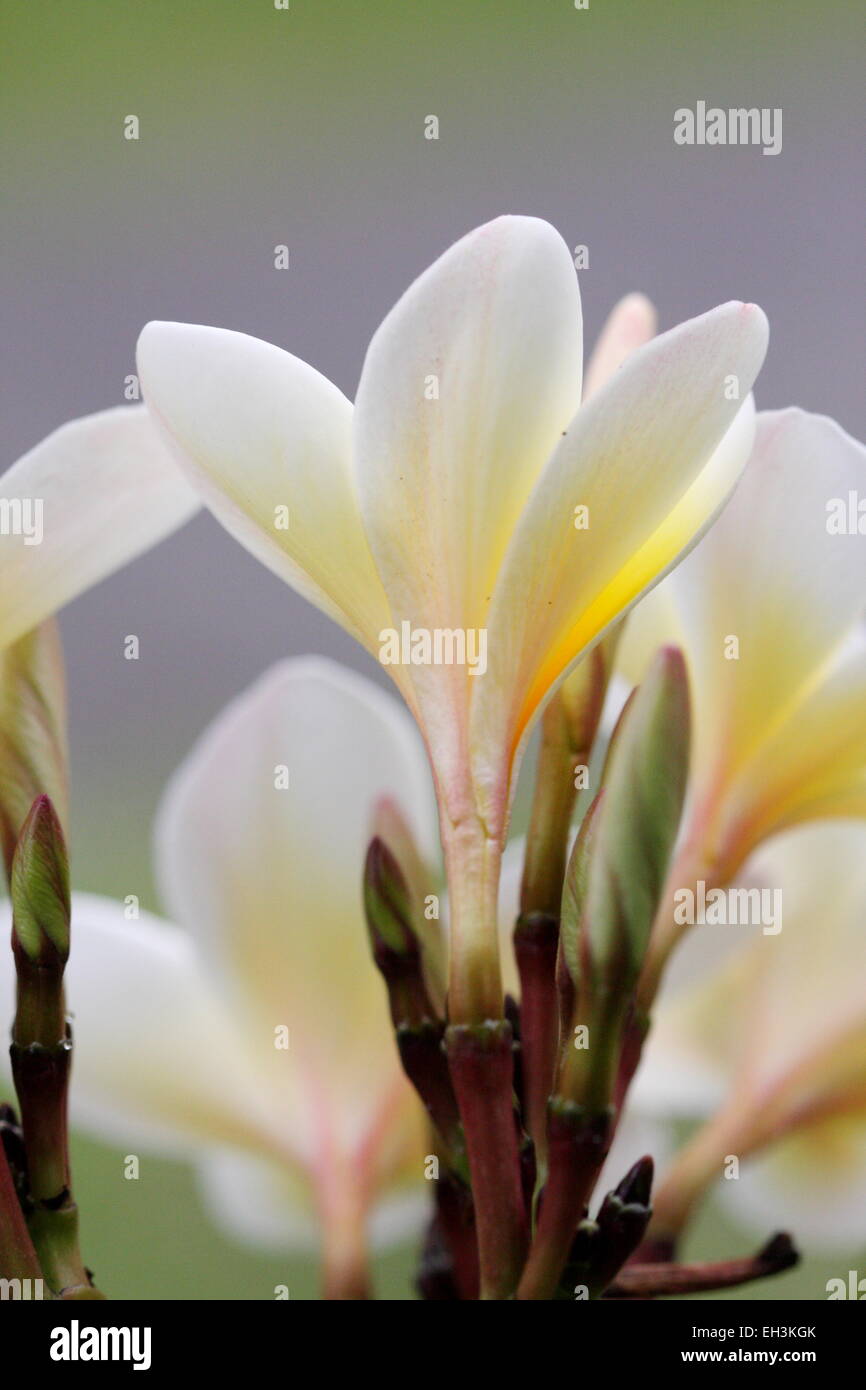 Il Frangipani bianco o noto come Plumeria gemme Foto Stock