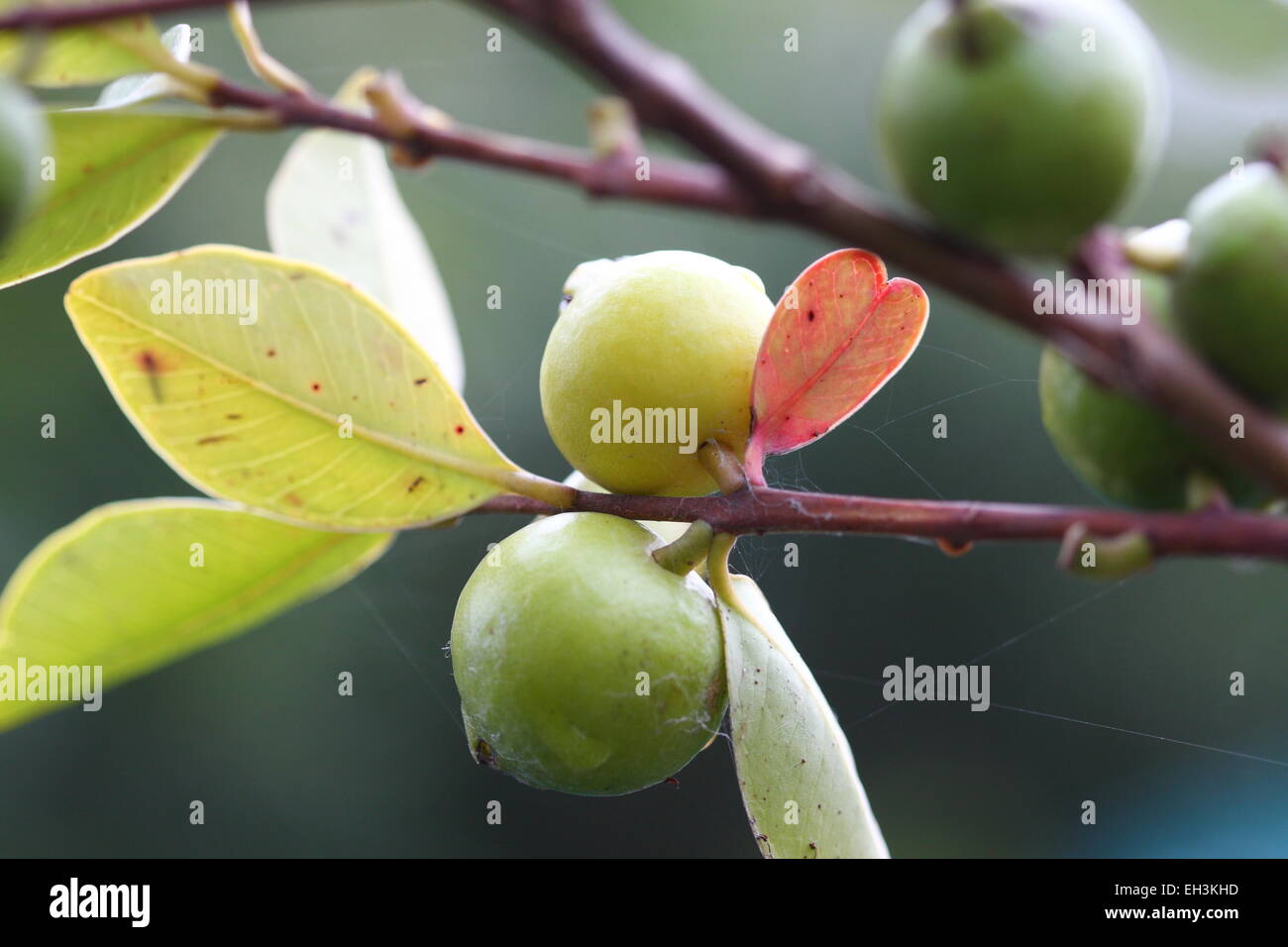 La ciliegia di Guava, Psidium cattleianum maturazione Foto Stock