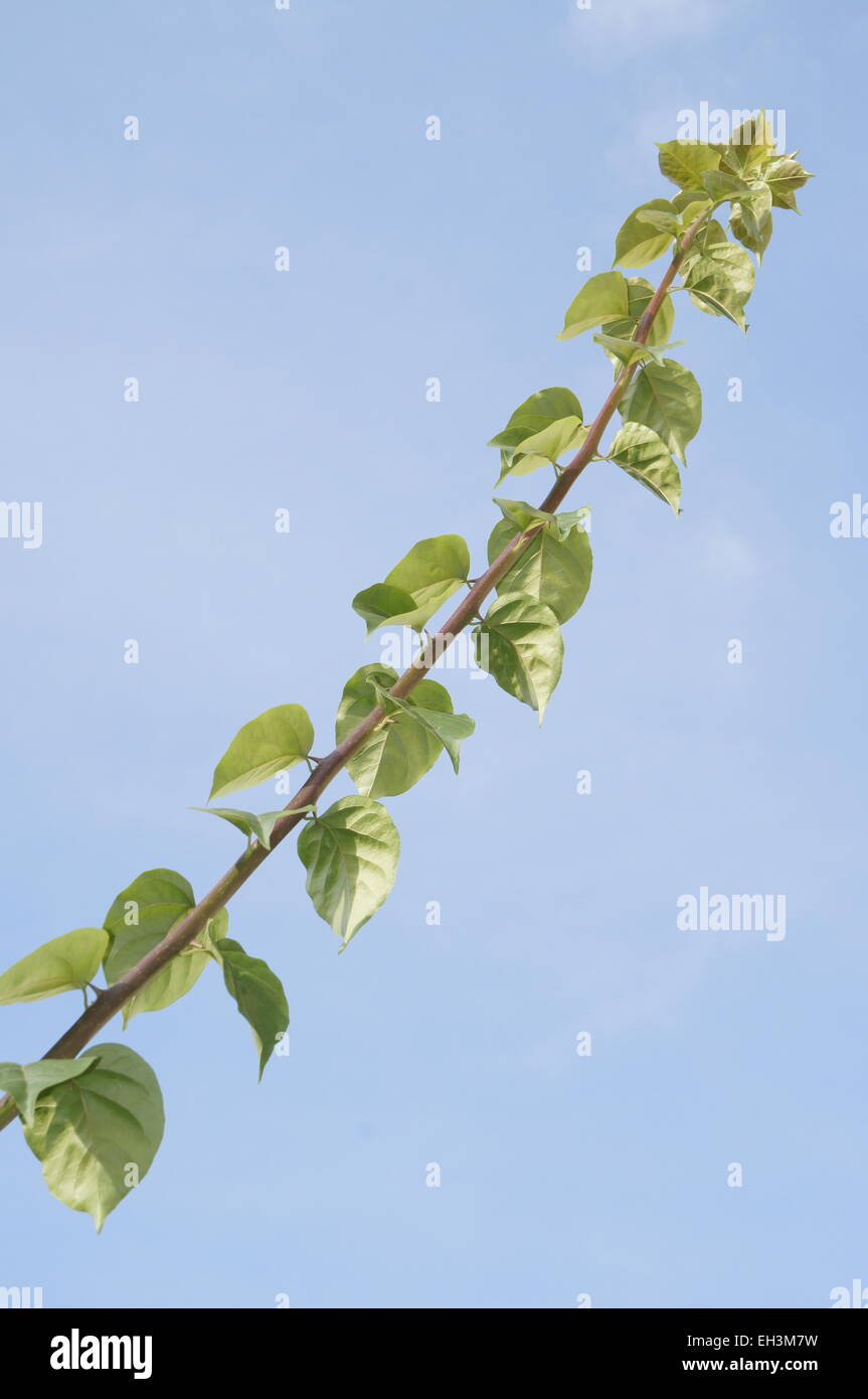 Lungo ramo con foglie verdi che cresce verso il cielo blu Foto Stock