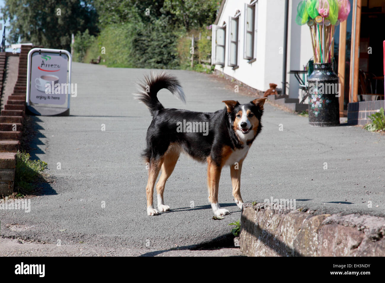 Un giovane giocoso collie cane accanto alla scala si blocca a Grindley Brook sulla Llangollen canal vicino Whitchurch, Shropshire Foto Stock