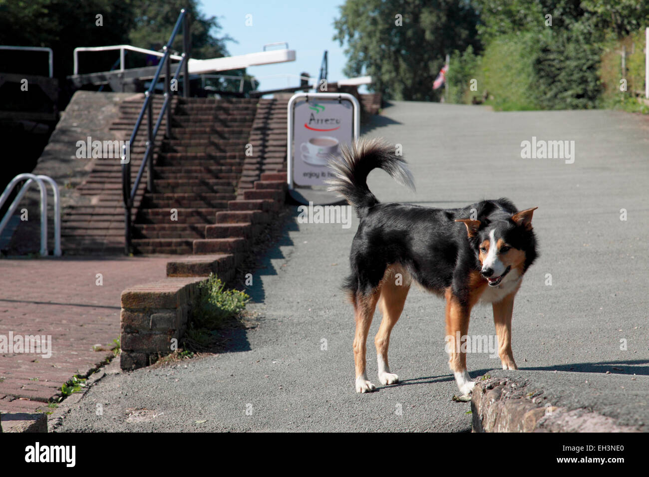 Un giovane giocoso collie cane accanto alla scala si blocca a Grindley Brook sulla Llangollen canal vicino Whitchurch, Shropshire Foto Stock