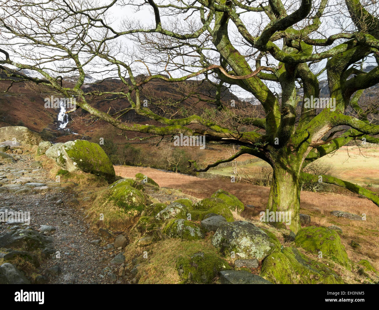 Vecchio albero soleggiato dal percorso di Easedale Tarn e Sourmilk Gill, Easedale, Lake District, Cumbria, Inghilterra, Regno Unito. Foto Stock